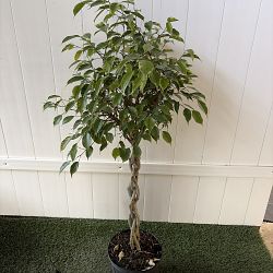 Variegated Ficus benjamina Variegated Ficus benjamina