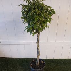 Variegated Ficus benjamina Variegated Ficus benjamina