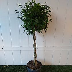 Ficus benjamina 'Wintergreen' Ficus benjamina 'Wintergreen'