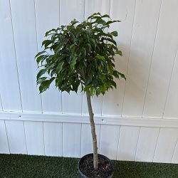 Ficus benjamina 'Wintergreen' Ficus benjamina 'Wintergreen'