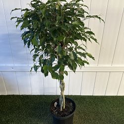 Ficus benjamina 'Wintergreen' Ficus benjamina 'Wintergreen'