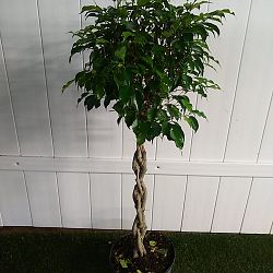Ficus benjamina 'Wintergreen' Ficus benjamina 'Wintergreen'