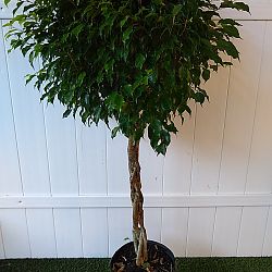 Ficus benjamina 'Wintergreen' Ficus benjamina 'Wintergreen'