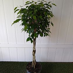 Ficus benjamina 'Wintergreen' Ficus benjamina 'Wintergreen'