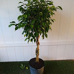 Ficus benjamina 'Wintergreen' Ficus benjamina 'Wintergreen'