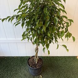 Ficus benjamina 'Wintergreen' Ficus benjamina 'Wintergreen'