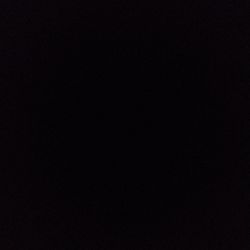 Ficus benjamina 'Wintergreen' Ficus benjamina 'Wintergreen'