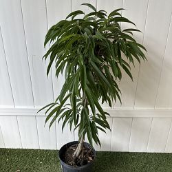 Ficus 'Alii' Ficus 'Alii'
