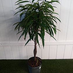 Ficus 'Alii' Ficus 'Alii'