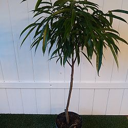 Ficus 'Alii' Ficus 'Alii'
