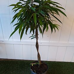 Ficus 'Alii' Ficus 'Alii'