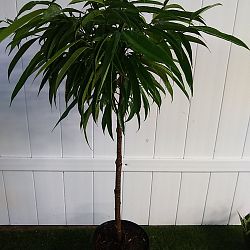 Ficus 'Alii' Ficus 'Alii'