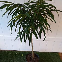 Ficus 'Alii' Ficus 'Alii'