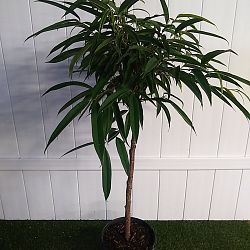 Ficus 'Alii' Ficus 'Alii'