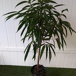 Ficus 'Alii' Ficus 'Alii'