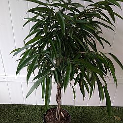 Ficus 'Alii' Ficus 'Alii'