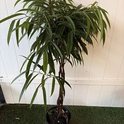 Ficus 'Alii' Ficus 'Alii'