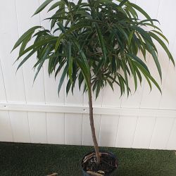 Ficus 'Alii' Ficus 'Alii'