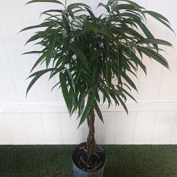 Ficus 'Alii' Ficus 'Alii'