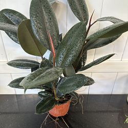 Ficus elastica 'Burgundy' Ficus elastica 'Burgundy'