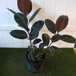 Ficus elastica 'Burgundy' Ficus elastica 'Burgundy'