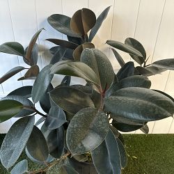 Ficus elastica 'Burgundy' Ficus elastica 'Burgundy'