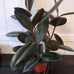 Ficus elastica 'Burgundy' Ficus elastica 'Burgundy'