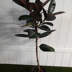 Ficus elastica 'Burgundy' Ficus elastica 'Burgundy'
