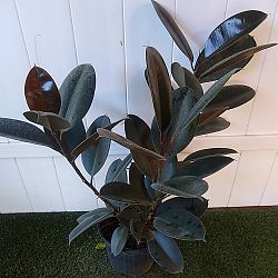 Ficus elastica 'Burgundy' Ficus elastica 'Burgundy'