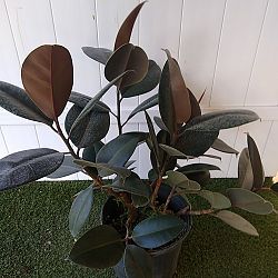 Ficus elastica 'Burgundy' Ficus elastica 'Burgundy'