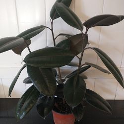 Ficus elastica 'Burgundy' Ficus elastica 'Burgundy'