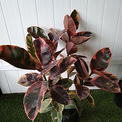 Ficus elastica ‘Ruby’ | PlantVine