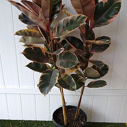 Ficus elastica 'Ruby' Ficus elastica 'Ruby'