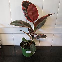 Ficus elastica 'Ruby' Ficus elastica 'Ruby'