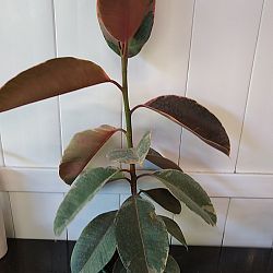 Ficus elastica 'Ruby' Ficus elastica 'Ruby'