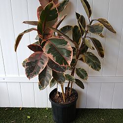 Ficus elastica 'Ruby' Ficus elastica 'Ruby'