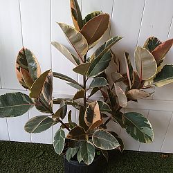 Ficus elastica 'Ruby' Ficus elastica 'Ruby'