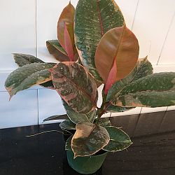 Ficus elastica 'Ruby' Ficus elastica 'Ruby'