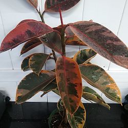 Ficus elastica 'Ruby' Ficus elastica 'Ruby'