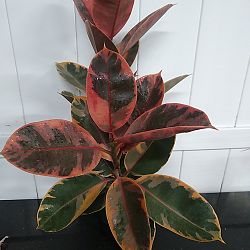 Ficus elastica 'Ruby' Ficus elastica 'Ruby'