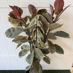 Ficus elastica 'Ruby' Ficus elastica 'Ruby'