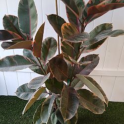 Ficus elastica 'Ruby' Ficus elastica 'Ruby'