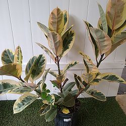 Ficus elastica 'Tineke' Ficus elastica 'Tineke'