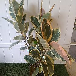 Ficus elastica 'Tineke' Ficus elastica 'Tineke'