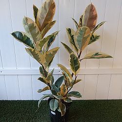 Ficus elastica 'Tineke' Ficus elastica 'Tineke'