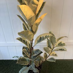 Ficus elastica 'Tineke' Ficus elastica 'Tineke'