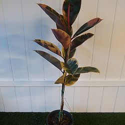 Ficus elastica 'Tineke' Ficus elastica 'Tineke'