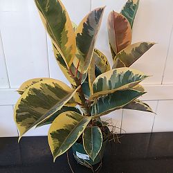 Ficus elastica 'Tineke' Ficus elastica 'Tineke'