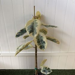 Ficus elastica 'Tineke' Ficus elastica 'Tineke'