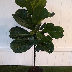 Fiddle Leaf Fig Fiddle Leaf Fig